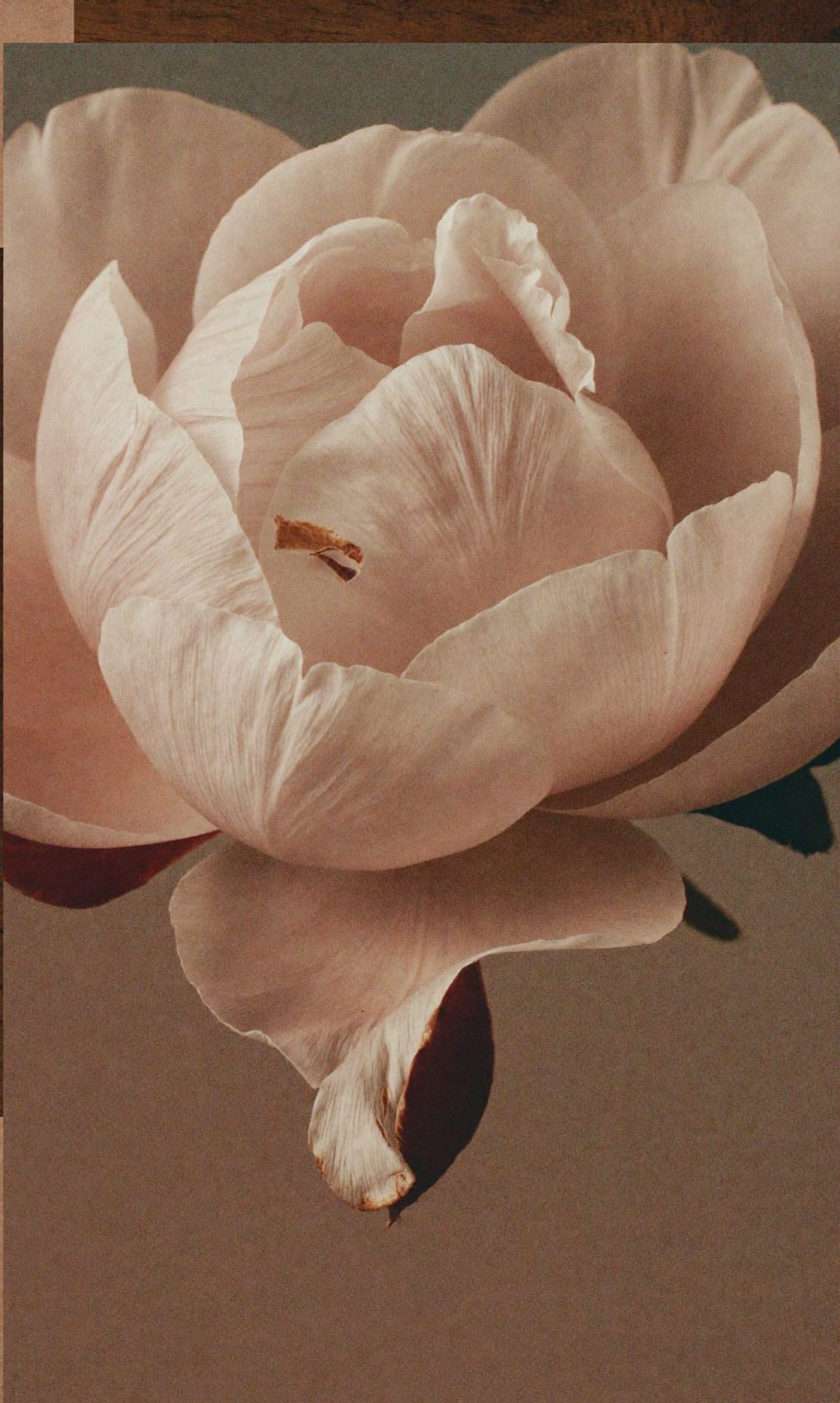 PEONY & BLUSH SUEDE